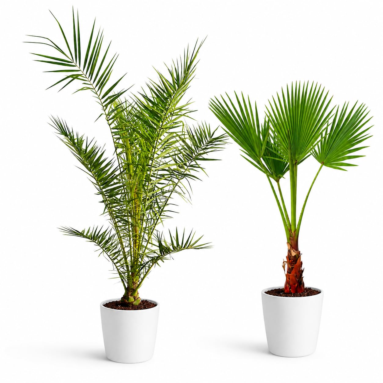 Lot de 2 Palmiers 140 cm Phoenix & Washingtonia – Palmier Naturelle