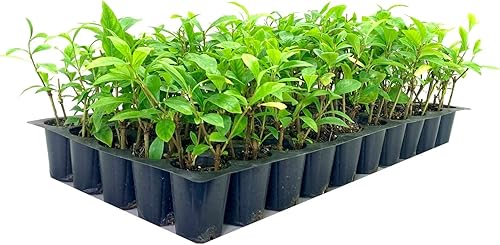 Miniatura 2 de Gardenia August Beauty  30 plantas vivas  Gardenia Jasminoides  Arbusto floreciente fragante