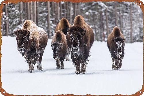 Wanderings of Bison Group - Póster de metal con placa de metal, estilo vintage, pub, cafetería, bar, hogar, decoración de pared, póster retro de 8 x