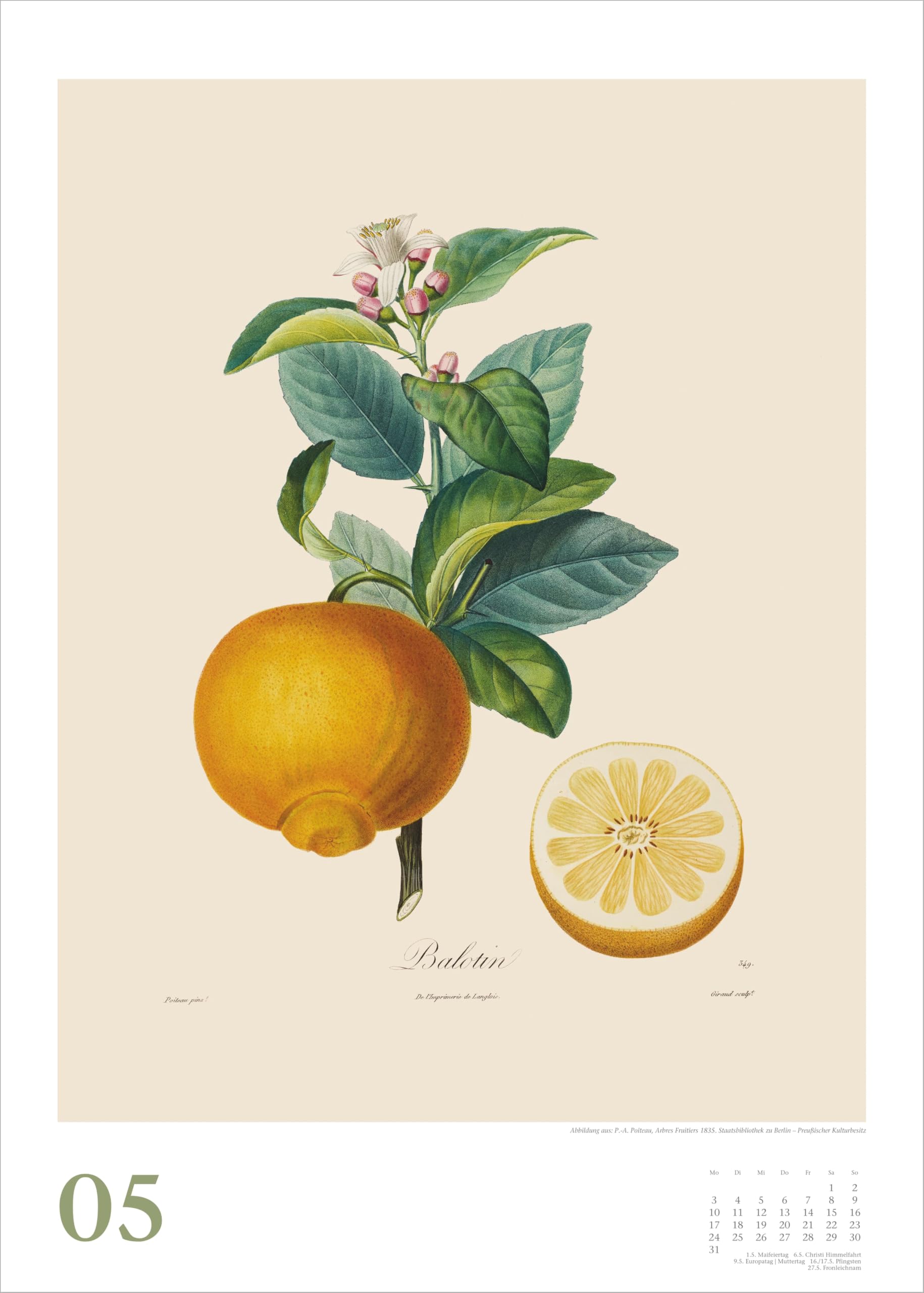 Alte Obstsorten 2027: Wandkalender 50x70 cm mit historischen Illustrationen von Pierre Antoine Poiteau und Spiralbindung