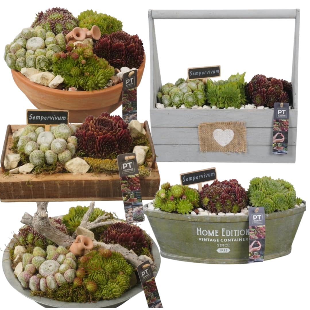 IFLO® Sempervivum Sukkulenten Set – Winterharte pflegeleichte Hauswurz für Garten & Zimmer, vielseitig, frostfest, im Topf vorgezogen, 60 Pflanzen Mischung