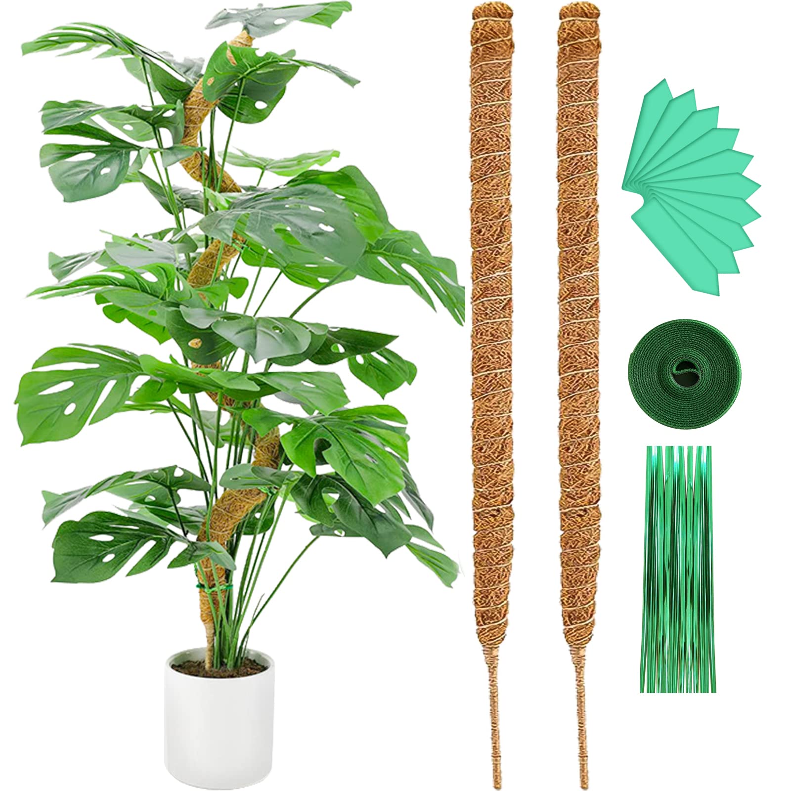 philodendron green princess standort Philodendron Green Princess (Busch) – Secret Garden Plant Shop main image 1