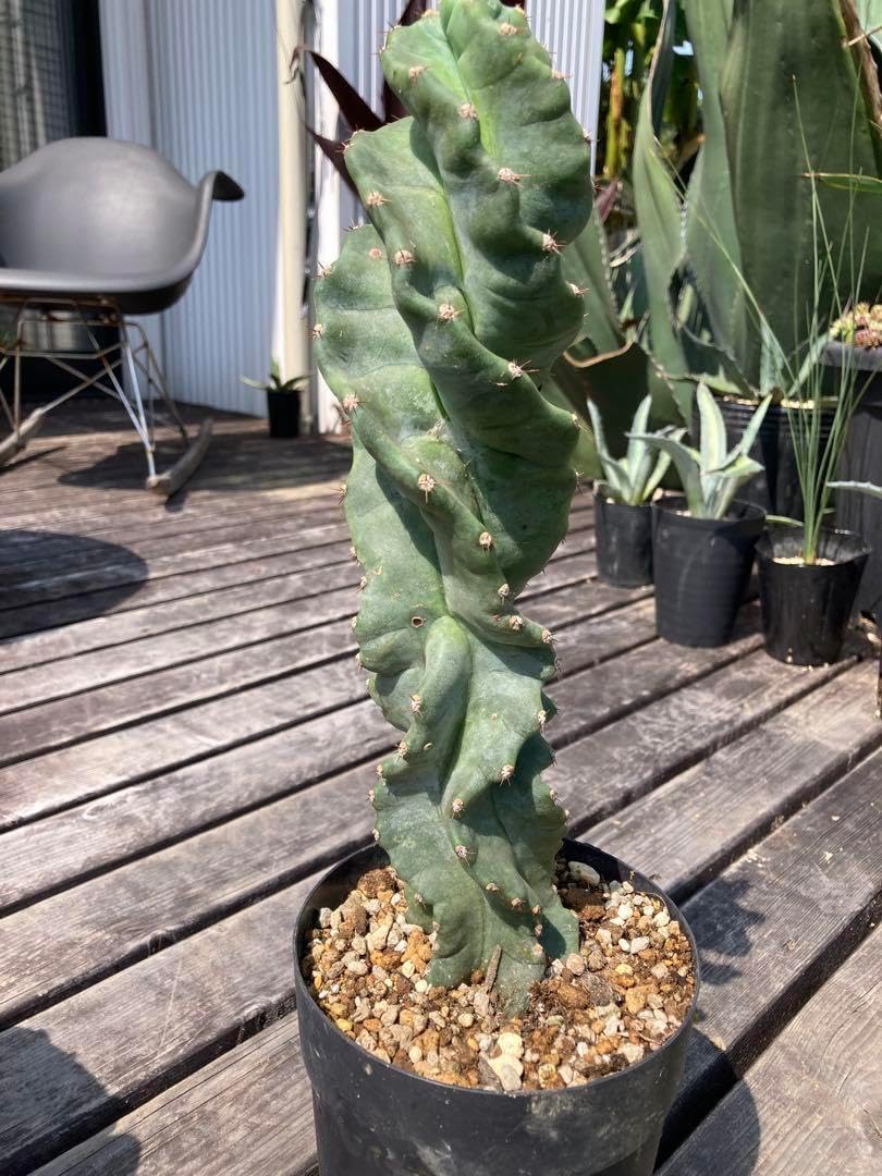 現品 セレウス スピラリス サボテン 2番 多肉植物 観葉植物 ドライ