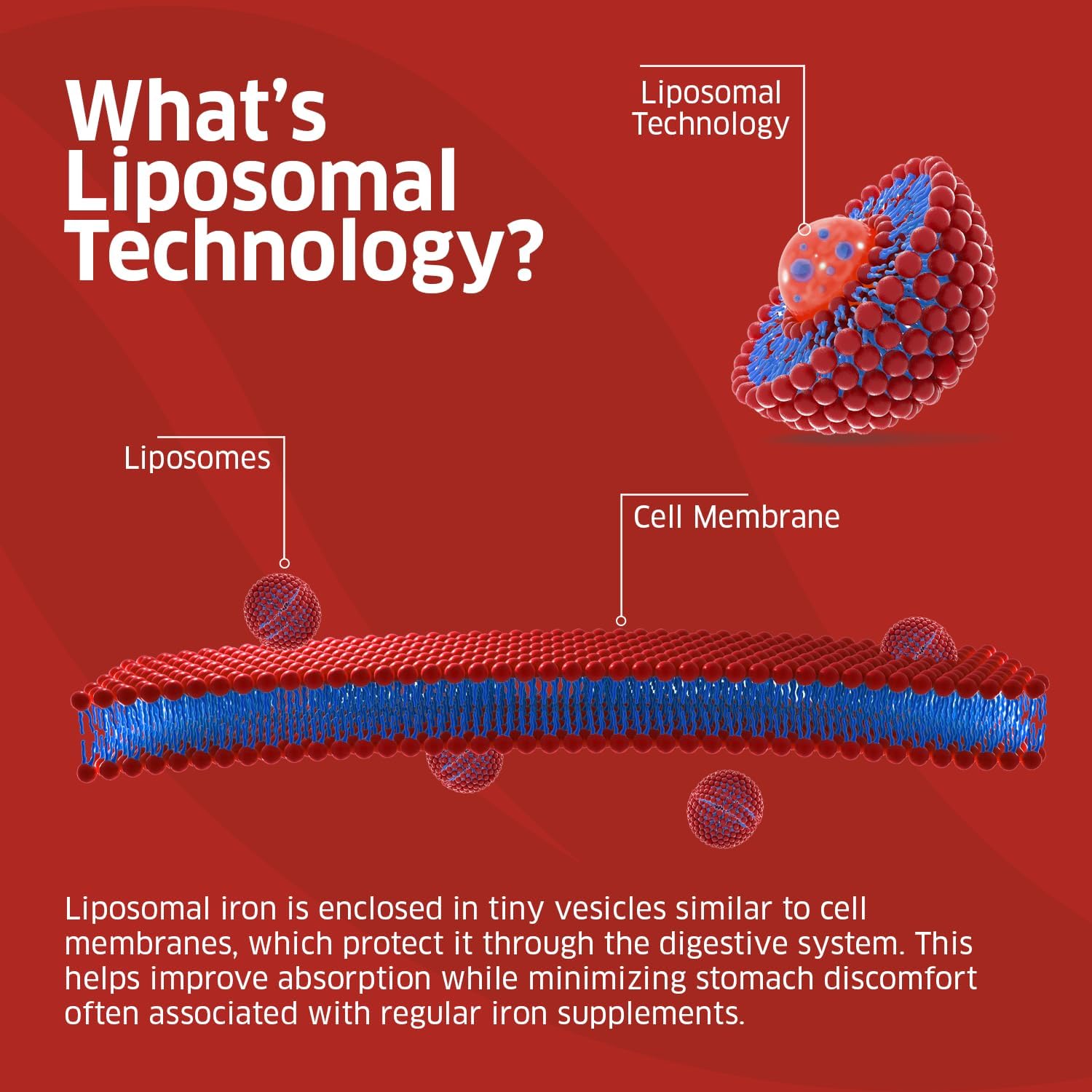 ORZAX Iron Supplement 25 mg -Liposomal Technology- High Bioavailability 90 Vegetable Capsules, Helps New Blood Cell Production, Non-Constipating, Non-GMO & Gluten Free, for Women, Men, Adults - Image 6
