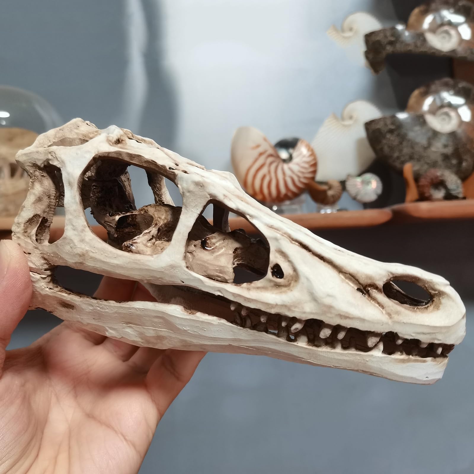 Realistisches Dinosaurier-Skelettmodell Velociraptor-Dinosaurier-Schädel Fossil Dinosaurier-Geschenke für Erwachsene,Grau,17cm
