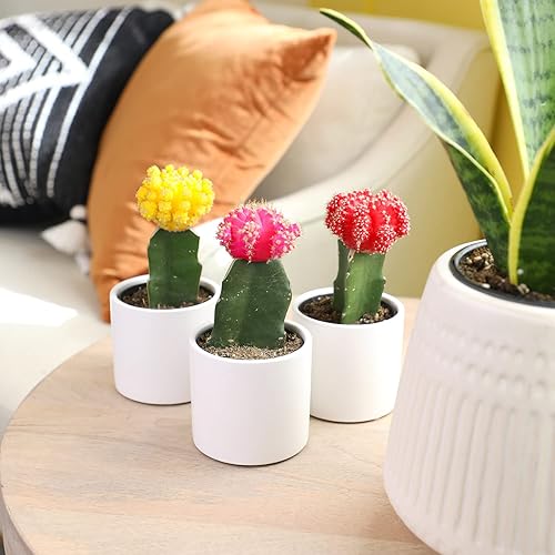 Miniatura 2 de Plantas de cactus injertadas vivas en macetas blancas (3 unidades), planta de cactus vivo en mezcla de tierra de cactus, mini cactus vivos, plantas