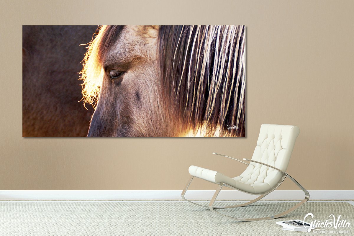Glücksvilla - Wildpferd 1 (Acrylglas-Bild 5 mm, 120 x 60 cm) | div. Maße - aus DE - Kunstdruck Deko Wandbild quer - Pferd Pony Bauernhof Natur Tier