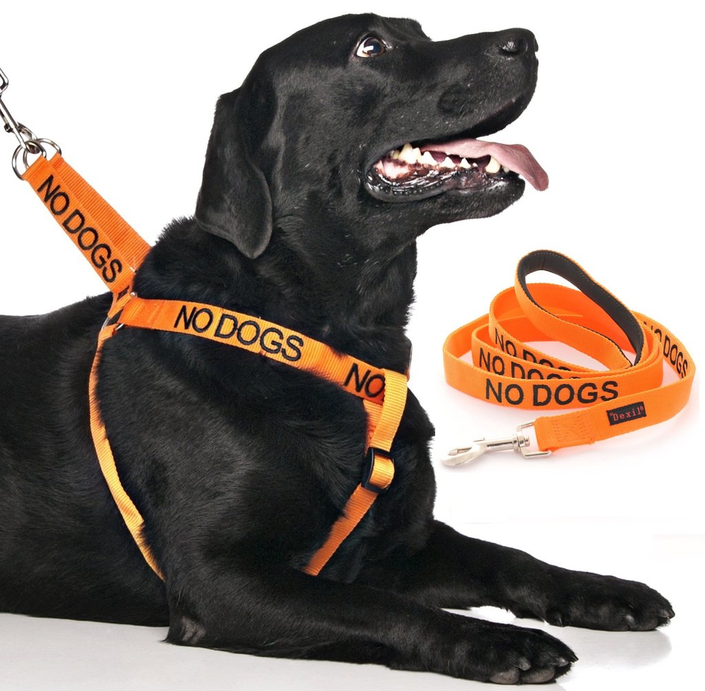 NO DOGS (Not good with other dogs) Orange Colour Coded Non-Pull Dog Harness and 60cm 1.2m 1.8m Luxury Neoprene Padded Handle Lead Sets PREVENTS Accidents By Warning Others Of Your Dog In Advance (Harness & 1.2m)