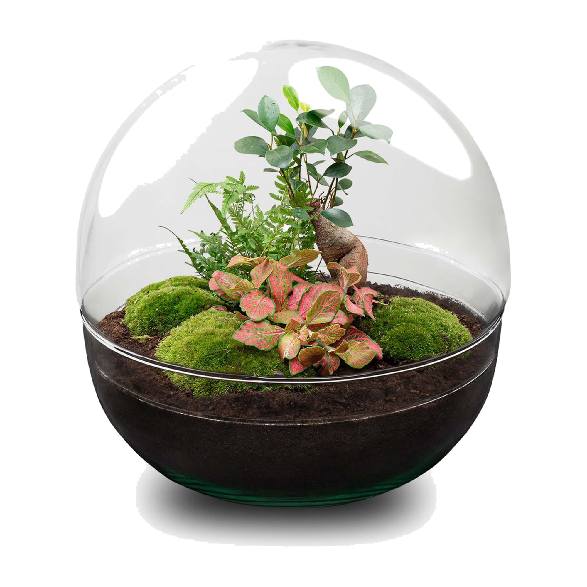Terrario DIY de Cristal, Decoración de Interior, Verde, Kit Bonsái 30 cm