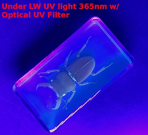 Miniatura 61 de Escarabajo de algodoncillo azul cobalto real de 1.732 in en espécimen de resina de lucita cristalina, insectos, insectos preservados, colección