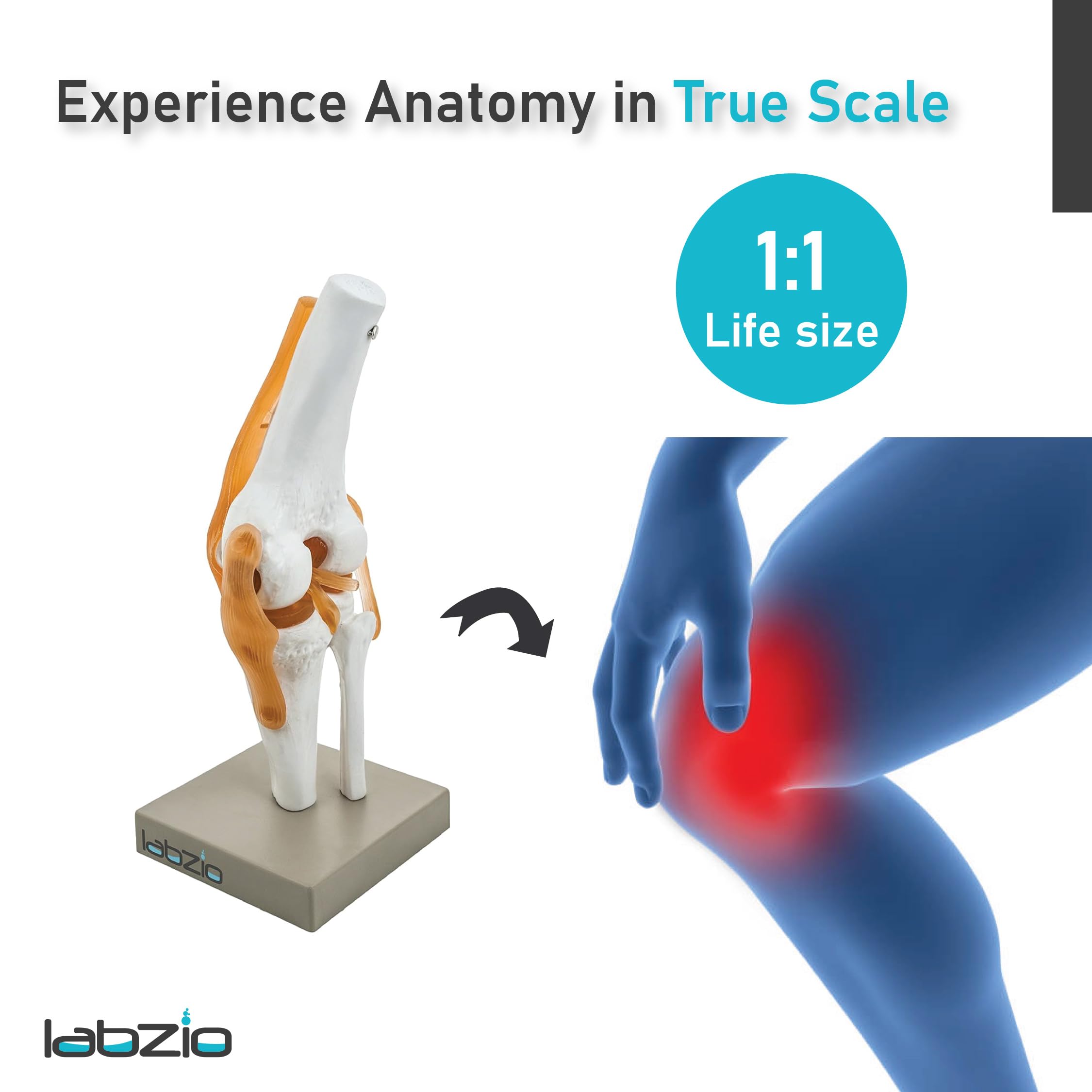 LABZIO by EISCO - Premium Human Knee Joint Model with Ligaments Flexible 1:1 Scientific Life Size with Premium Display Base Best Teaching Tool for Patient Education & Anatomy Study 4