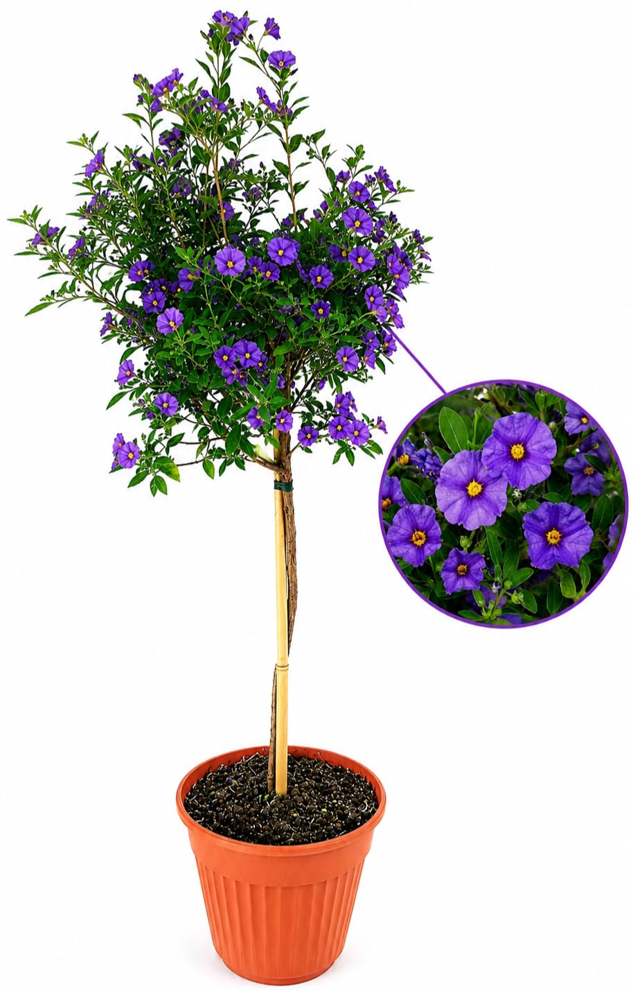 POWERS TO FLOWERS - SOLANUM RANTONETTI ALBERELLO XXL, vaso 19 ALTEZZA 75CM, pianta vera
