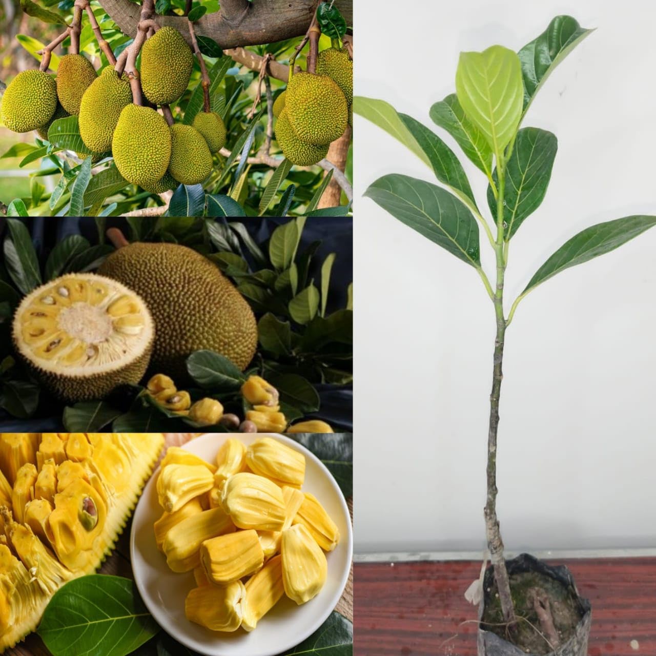 Golden Bloom Thai AllTime Grafted Jackfruit Plant, Grafted All seasons Jackfruit Plant (Height 1-2 FT)