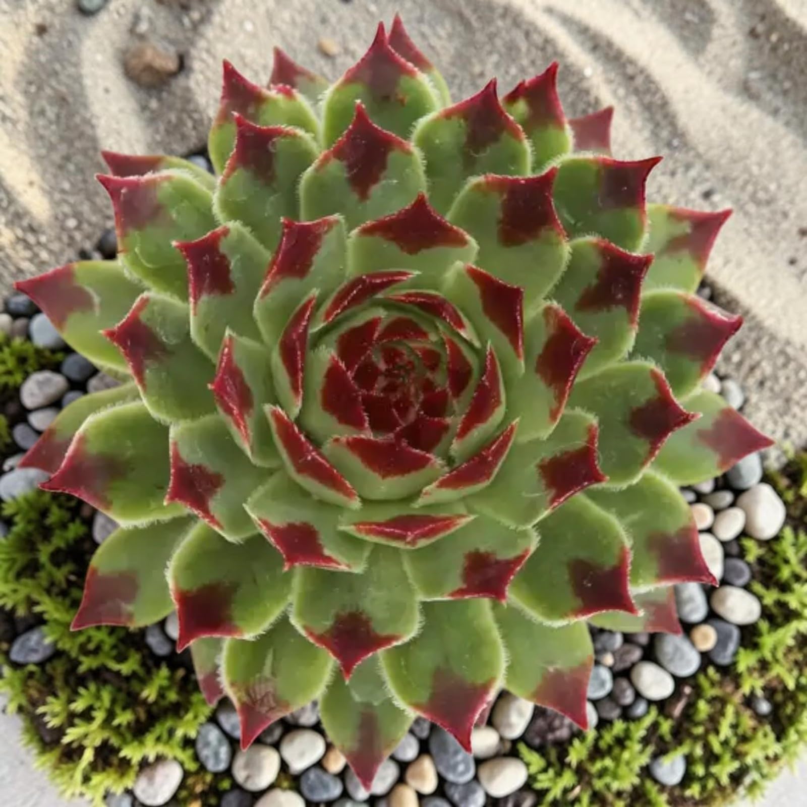 Carbeth Plants Sempervivum Chick Charms Mint Marvel in 12cm Pot - Hardy Succulent Outdoor Plant - Evergreen Alpine - Low Maintenance Rockery & Container Plant (3)