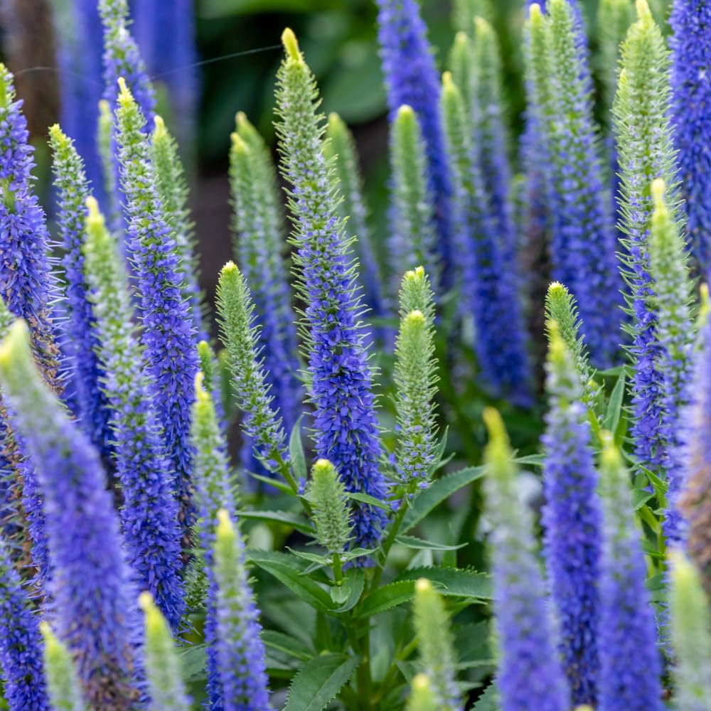 Veronica 'Ulster Blue Dwarf'. 9cm Plant x 2. Perennial Blue Speedwell Flowers, Ideal for pollinators. Available from Bedwen Plants