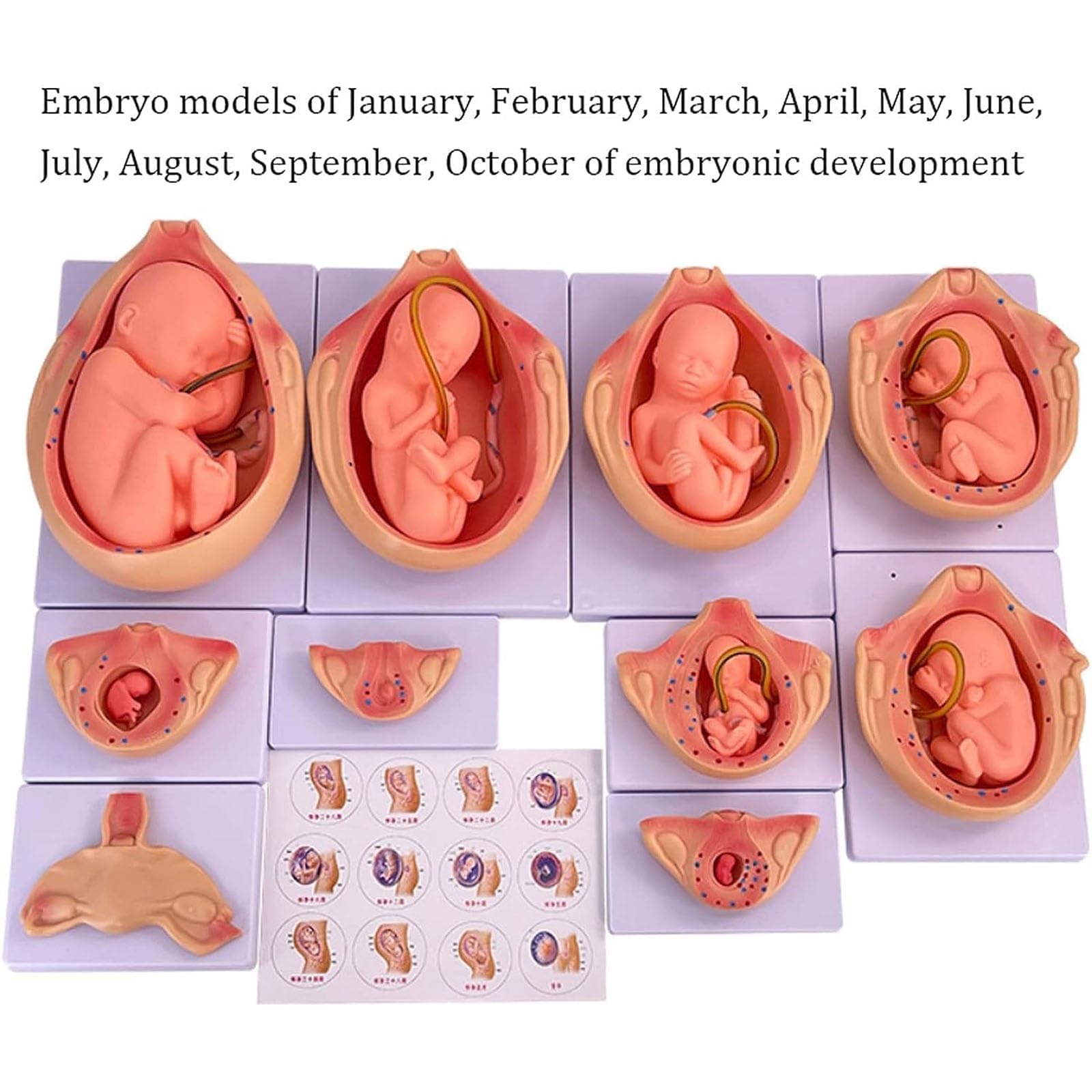 Modello di sviluppo fetale - 10 pezzi di stadi embrionali anatomici medici per l'istruzione e lo studio