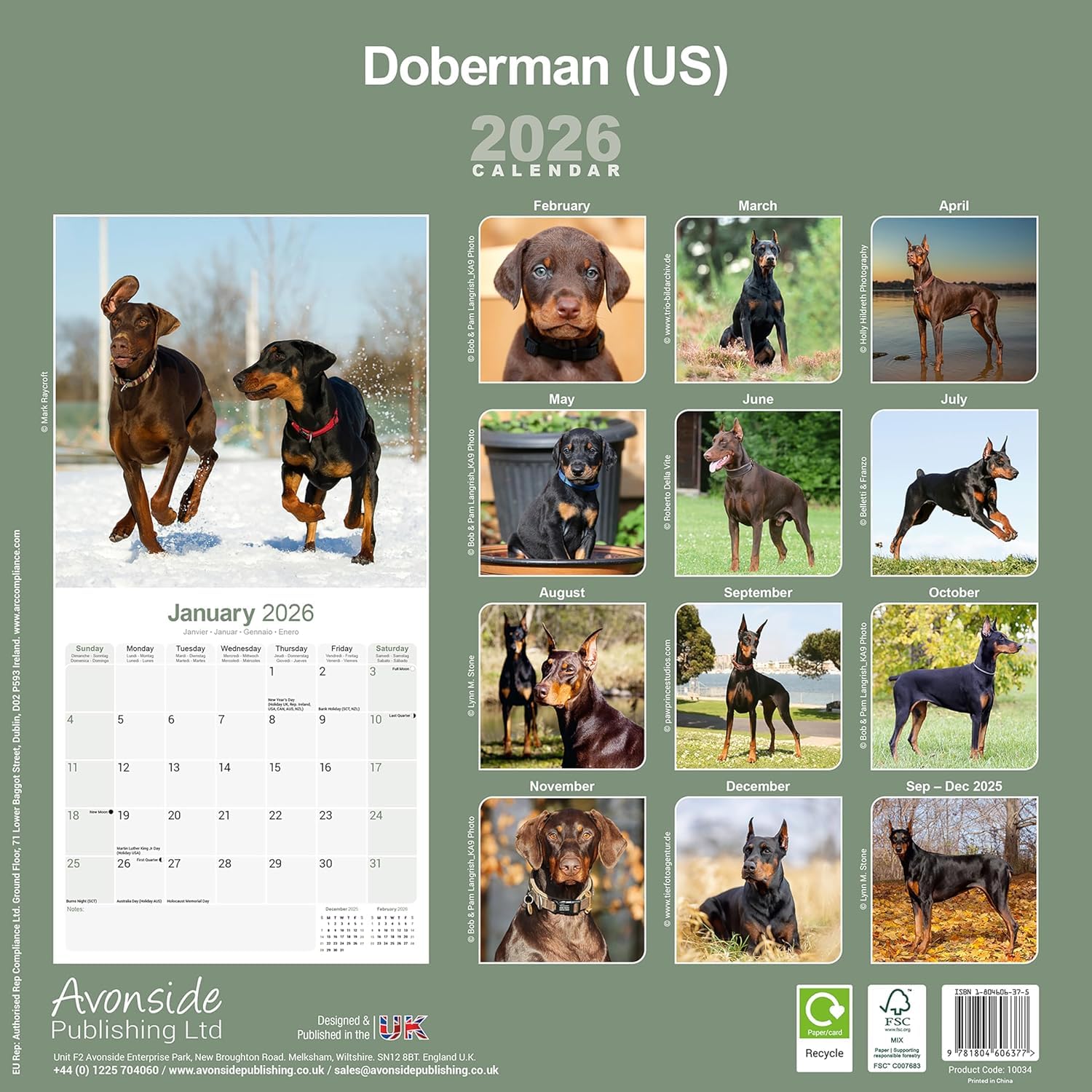 Calendario Da Parete 2026 Con Razza Di Cane Dobermann | 16 Mesi, Formato Quadrato