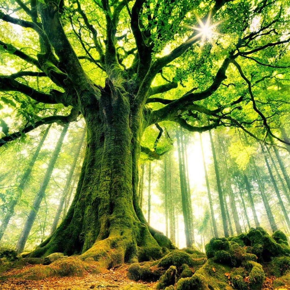 Foto Personalizzata Carta Da Parati Verde Foresta Albero Paesaggio Murale Papel De Parede 3D Soggiorno Moderno Camera Da Letto Tv Sfondo Pittura Murale Wall 400Cm(W)×280Cm(H)