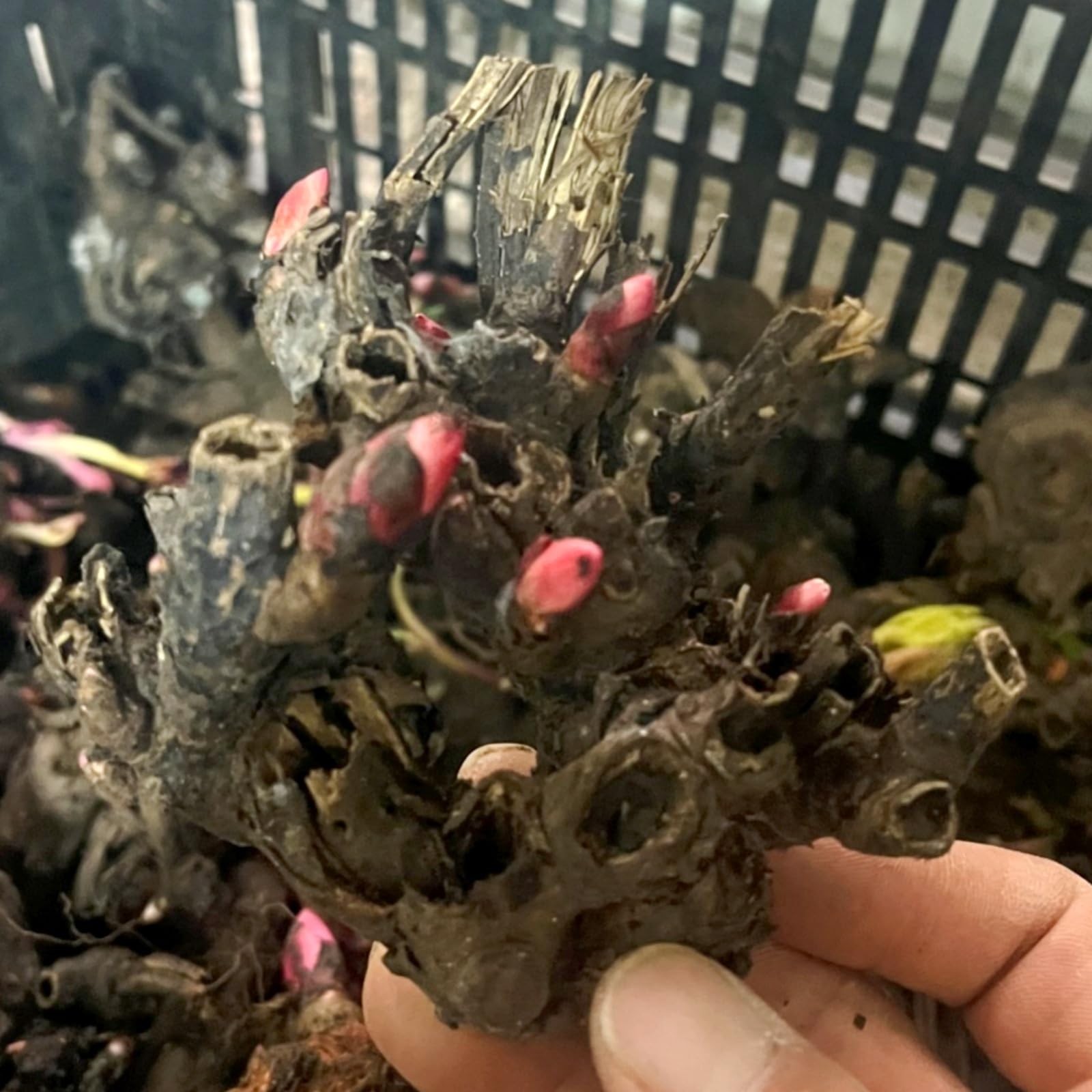 (OPVDJD) peonie comprare paesaggistica resistente/rizomi eleganti/rizomi fiorituri/rizomi resistenti invernali 5 rizomi-D