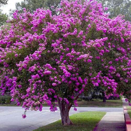 Twilight Crape Myrtle