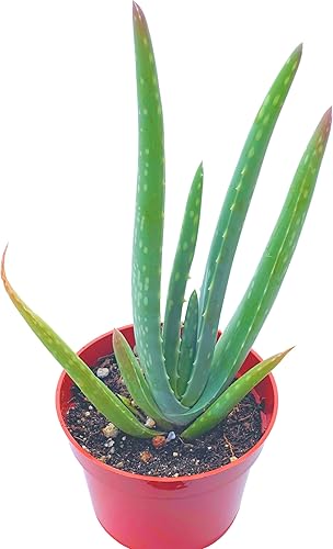 Plantas suculentas vivas de 4 pulgadas, plantas suculentas vivas completamente arraigadas para decoración de la oficina en el hogar, proyectos de