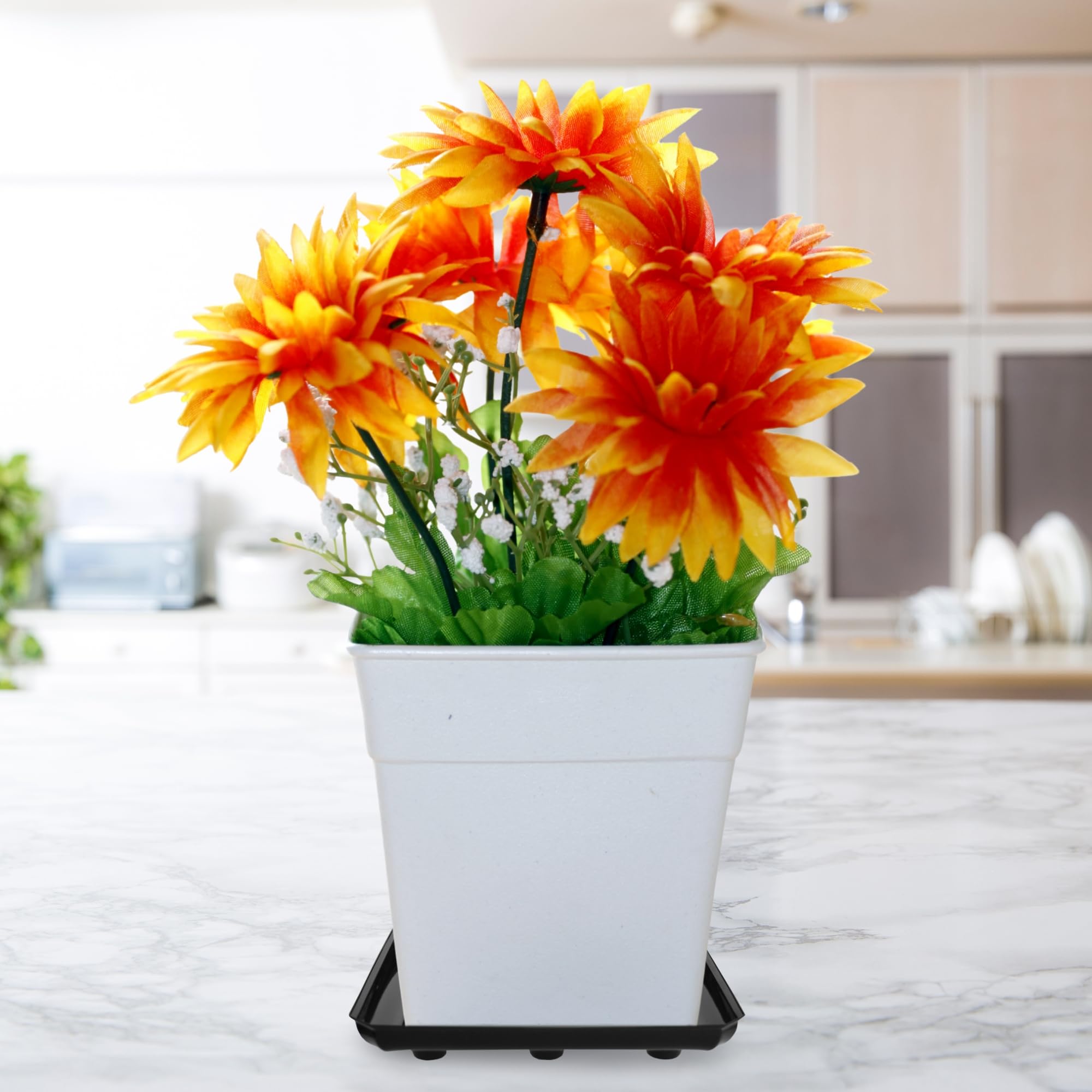 Curtis Wagner Plastics - Platillo para plantas (5 unidades), color negro, cuadrado (diámetro de 14,6 cm, base de 8 pulgadas, parte superior, 4 cm de profundidad)