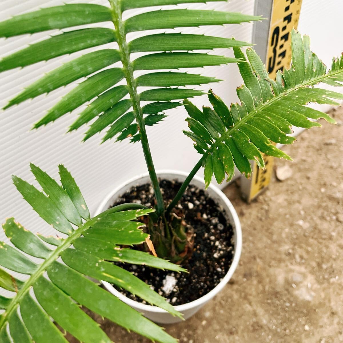 【現品】サイカス・ディオーン・スペヌローサム　スピヌローサム　7号　７K番 現品】サイカス・ディオーン・スペヌローサム スピヌローサム 7