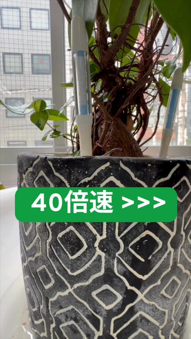 Amazon | SUStee 水やりチェッカーMサイズグリーン | じょうろ
