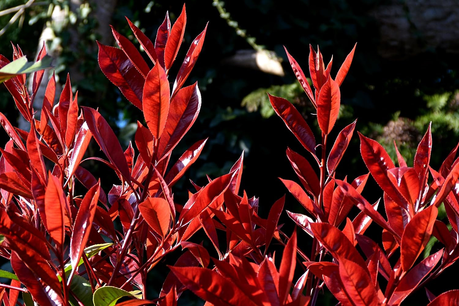 ¡¡¡ 10 Plantas !!! natural 20-30 cm, Planta natural Photinia Red Robin, fotinea, potinia. Para setos, bordes o como elemento focal en el jardín. Segura Garden.