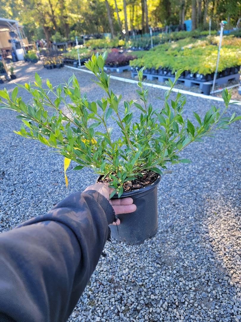 Radicans Dwarf Creeping Gardenia - Live Plant - Trade Gallon Pot