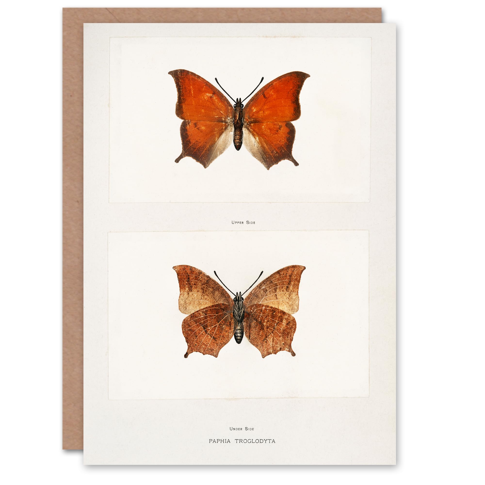 Artery8 Sherman Denton Tropical Leafwing Butterfly Greeting Card White