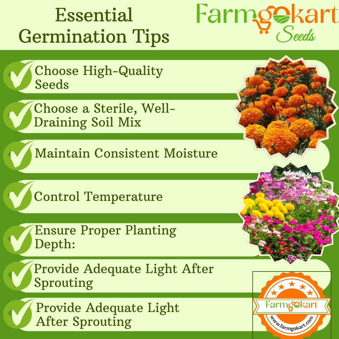 Summer Season Home Gardening Flower Seeds Collection - Pack of 10 Varaties ~ (Gold Collection) 3