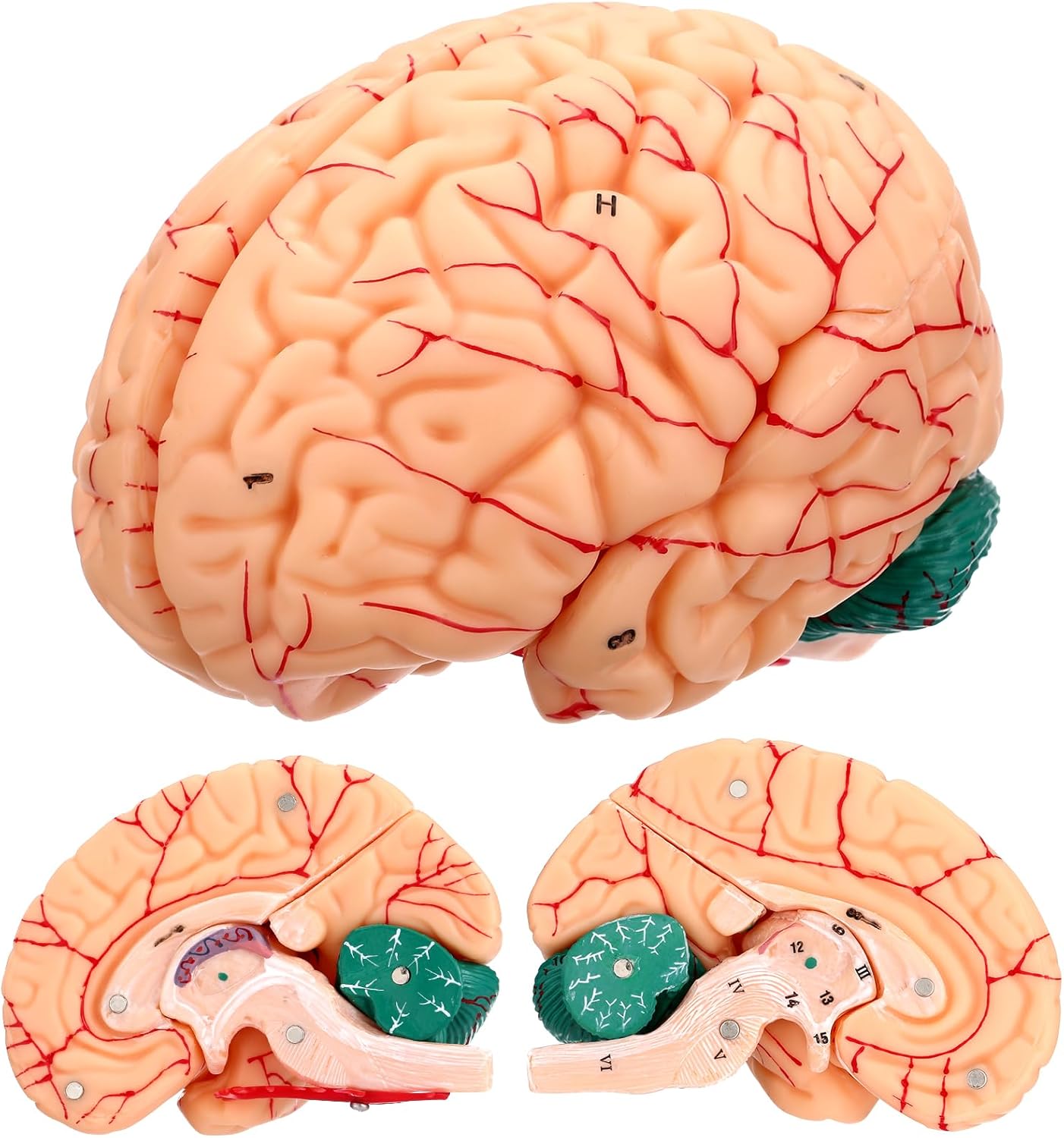 Human Brain Anatomy Model, 8-Part Life Size Brain Model with Magnetic Detachable Structure, Numbered 32 Brain Structures, PVC Anatomical Brain Model with Base & Study Card for Teaching Study Display