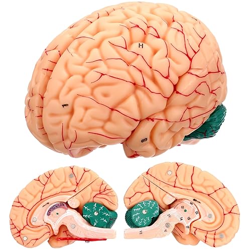Human Brain Anatomy Model, 8-Part Life Size Brain Model with