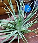 Review Image by zdsowg