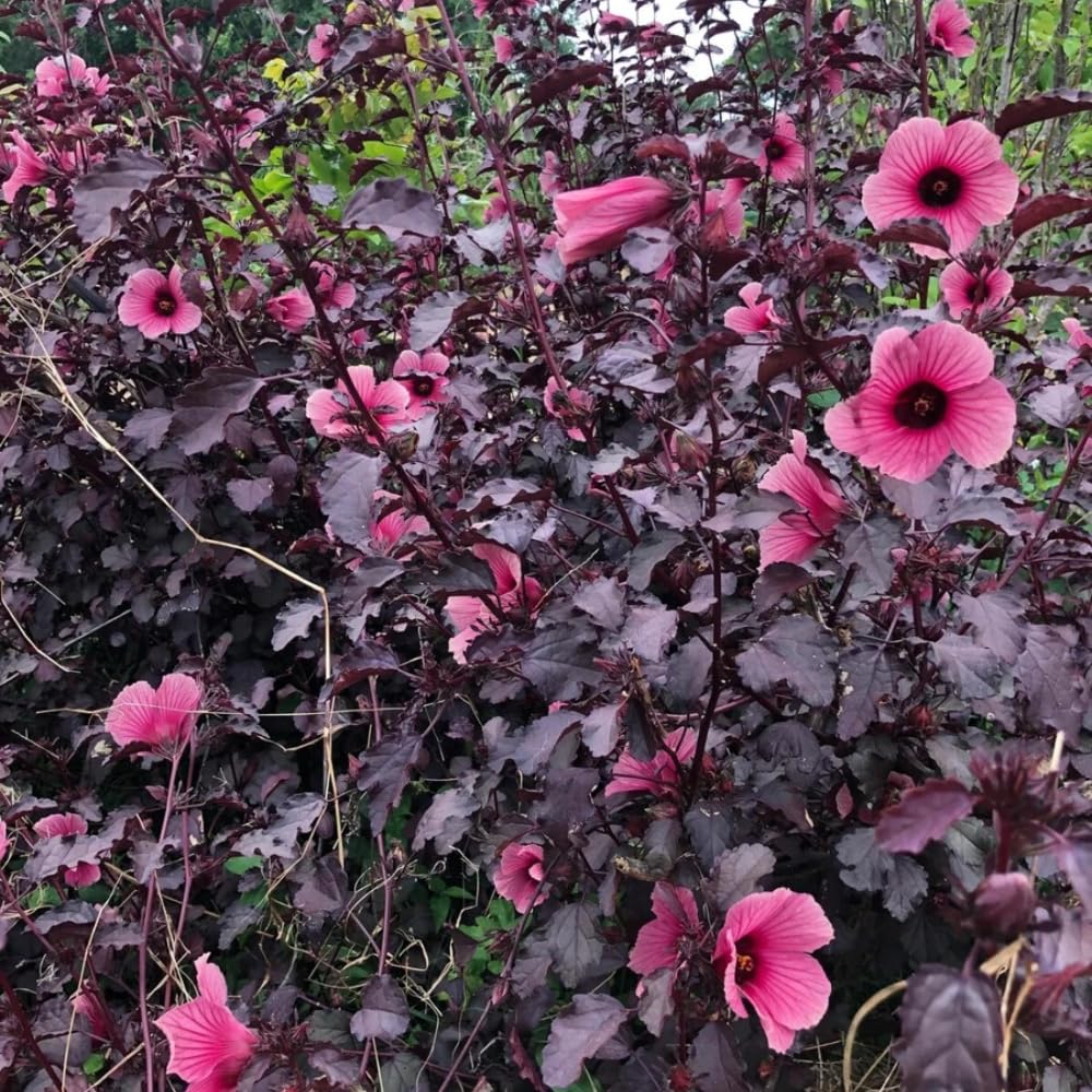 Amazon.com : 2 Hibiscus Live Plants, Hardy Hibiscus Plant, 5 Inch