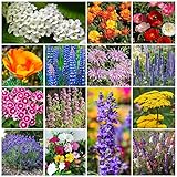 Grow Your Own Vibrant Annual and Perennial Wildflower Garden Seed Mixture, Varieties for Pollinators and Spring Gardens - Deer Resistant Mix, 1/4 lb