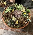 Review Image by DoxieMom DoxieMom