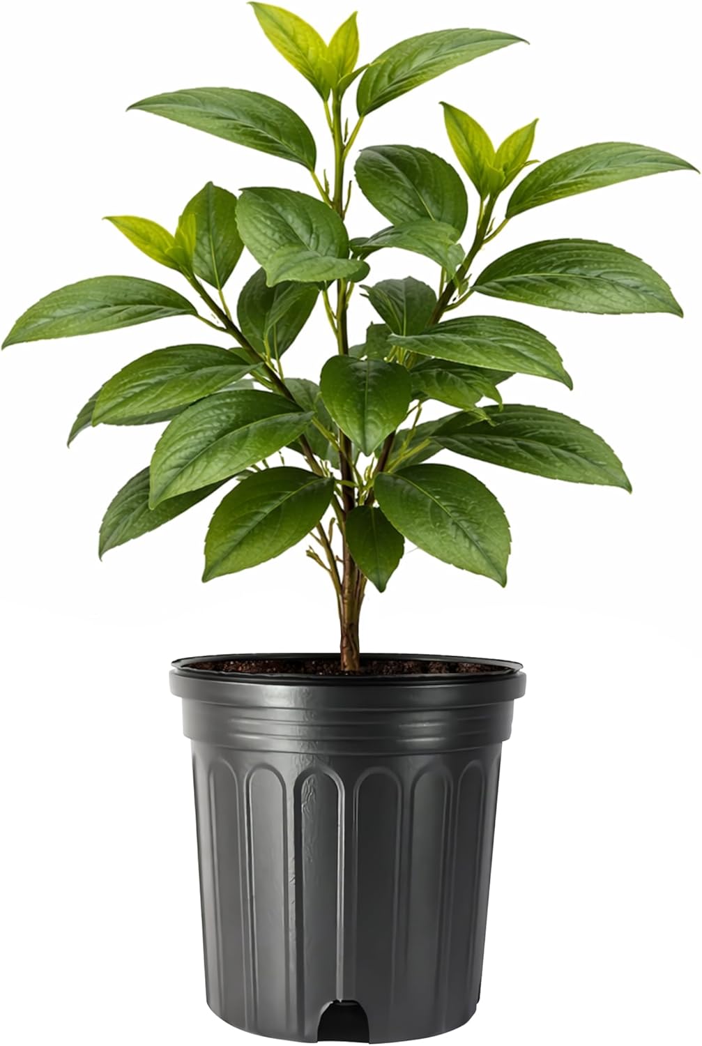Camellia Sinensis Tea Plant | 1 Large Trade Gallon Size Plant | Hedge Bush, Black, White & Green Tea Leaves, Indoor Outdoor Gardening, Aromatic Evergreen, Full Sun Shrub, Home Brewing