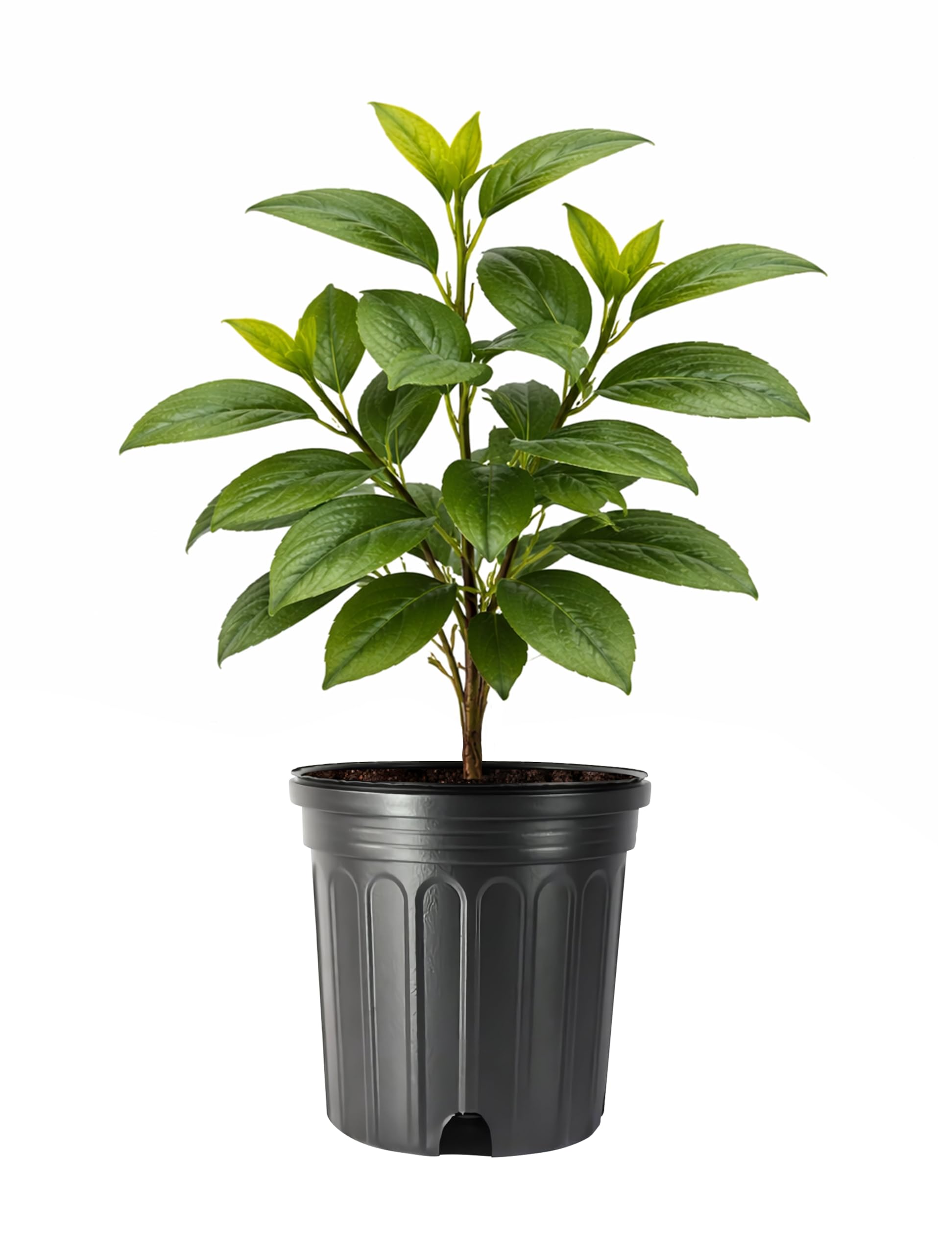 Florida Foliage Camellia Sinensis