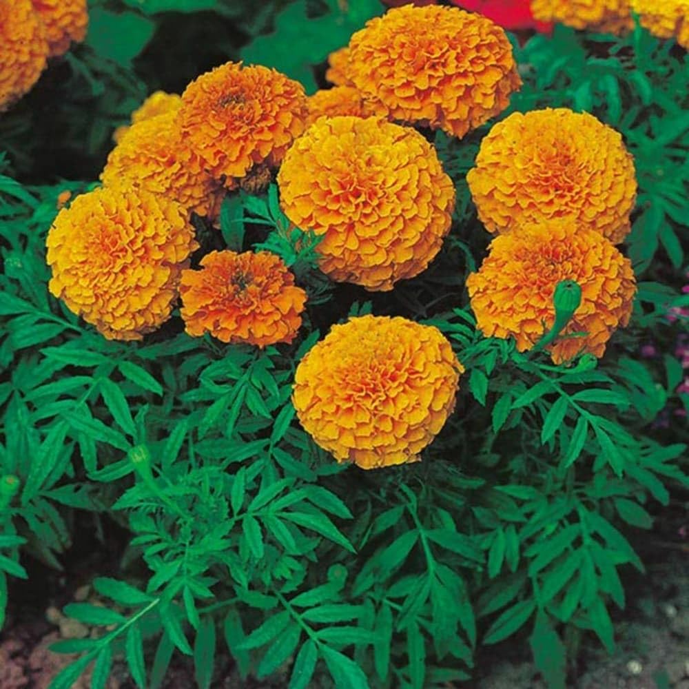 SEEDERRA Marigold flower seeds yellow and orange, Yellow and orange marigold flower seeds, 95% germ... marigold seeds (Pack Of 100 seeds) (B0DCTW8795) Amazon Price History, Amazon Price Tracker