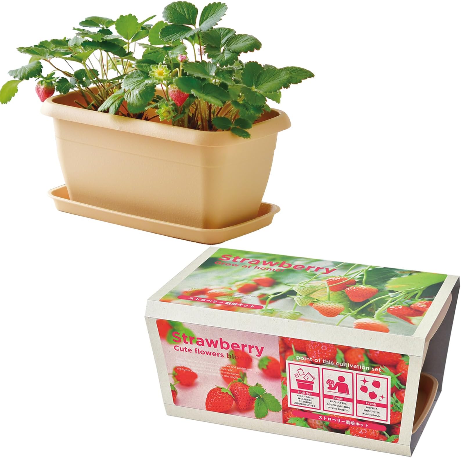Seishin Ceramics Autumn/Winter Home Garden Cultivation Kit "ENJOY PLANTER" Enjoy Planter Strawberry Mini Easy Relaxed Growing Vegetable Cultivation Set (Free Research/Food Education) Mother's Day