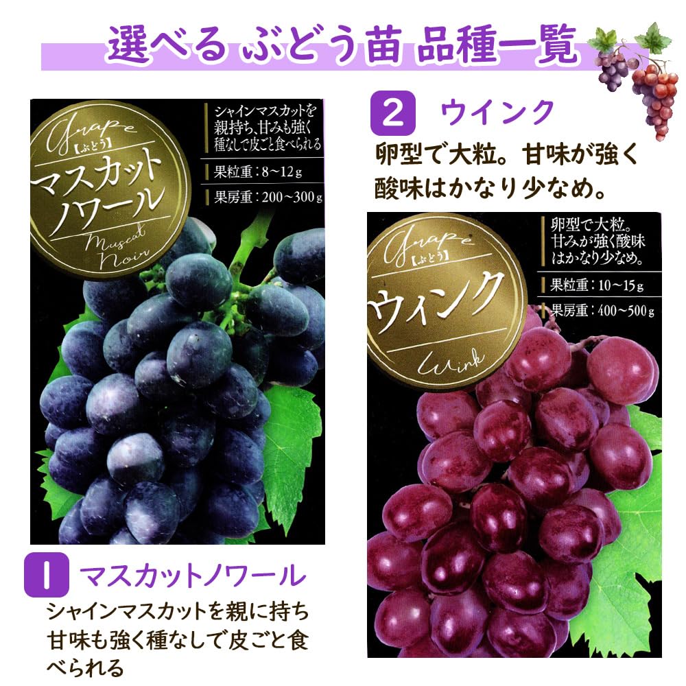 Amazon.co.jp: ぶどう 苗 苗木 挿木苗 【 マスカットノワール 】＋