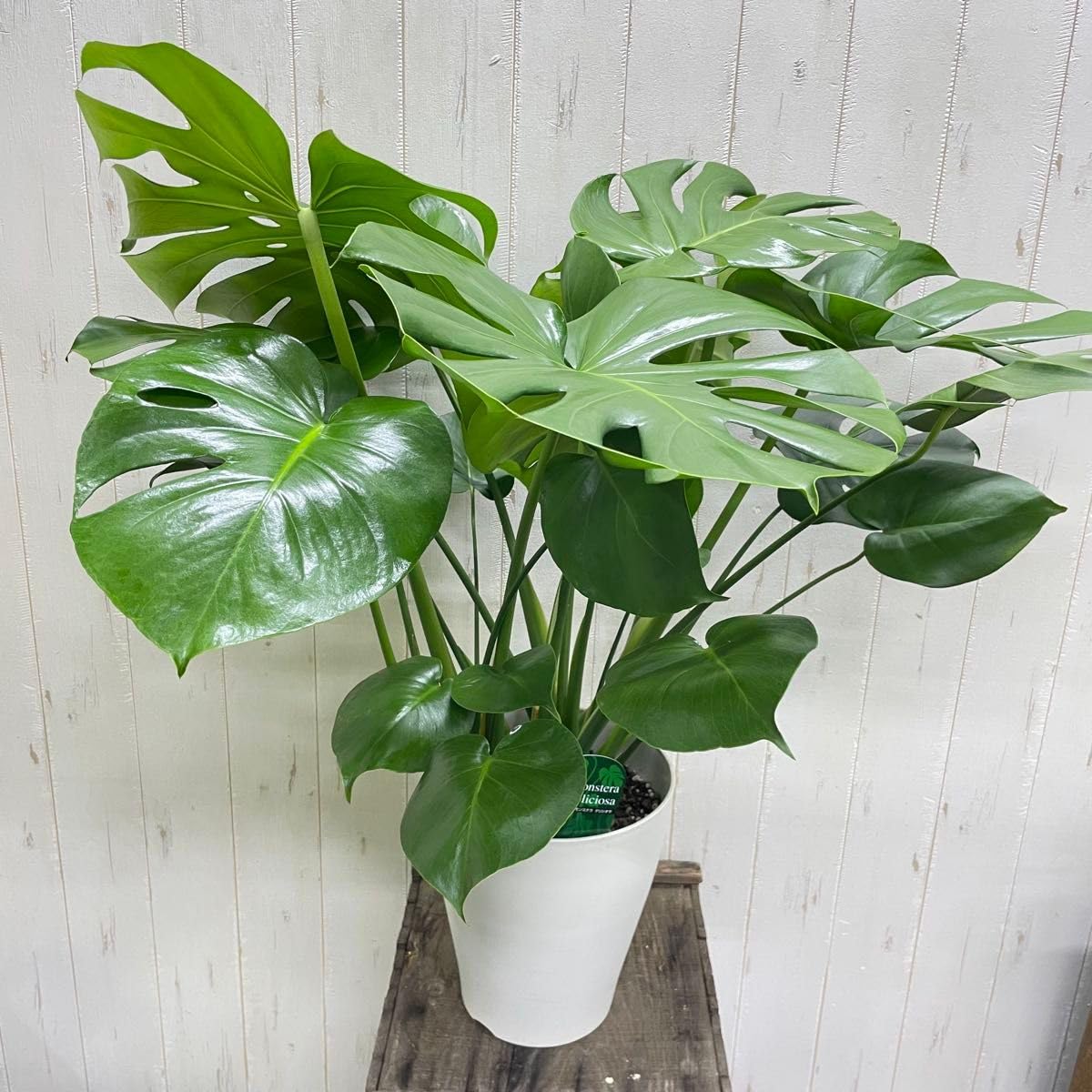 観葉植物　モンステラ　デリシオーサ　大株Monstera ① Amazon｜モンステラ デリシオサ 大株｜切れ 葉が美しい存在感◎ 7号鉢