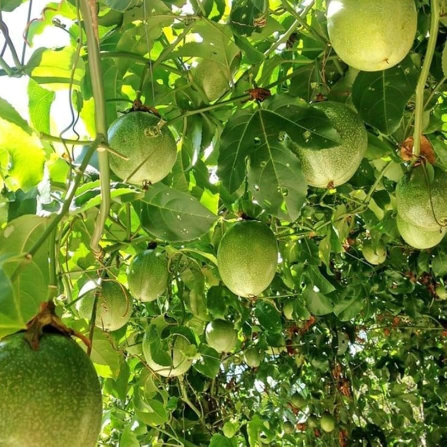 4 Variety Live Passion Fruit Plants High Yield All Year Fruiting Set of 4