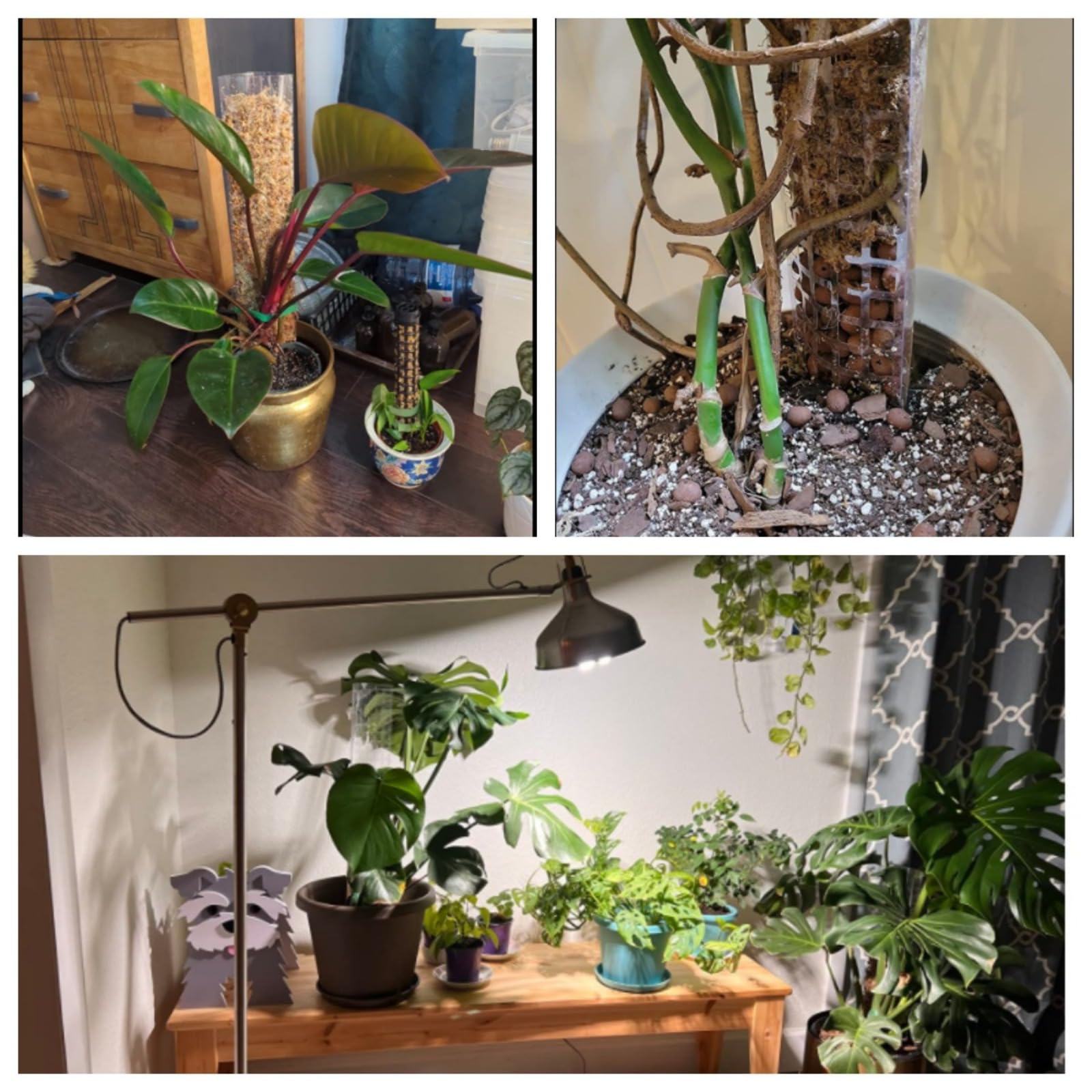 Amazon | モンステラ モスポール, クリアな積み重ね可能な植物サポート