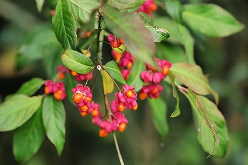 Miniatura 4 de Semillas de árbol de huso para plantar - 10 semillas - Euonymus latifolius