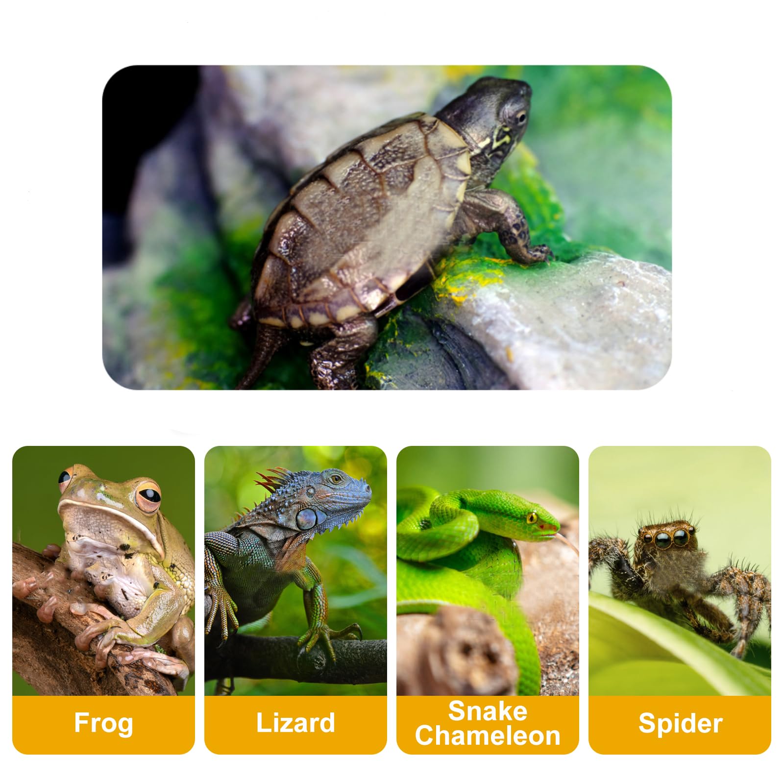 Plato de agua para comida de tortuga con rampa: plato de alimentación de reptiles y plataforma de tomate para accesorios de hábitat de tortuga (plato marrón mediano)