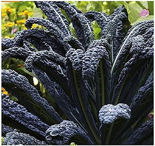 Black Magic Dinosaur Kale Seeds - Hojas de 2 pies de largo