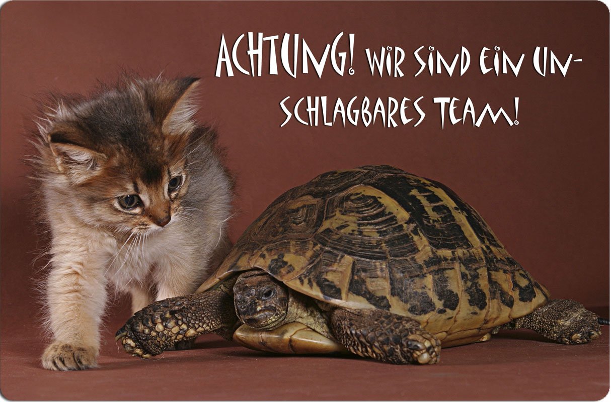 Nanyuk Metall-Warnschild Mit Somali Katze & Schildkröte – Türschild, 30,5 X 20 Cm, Aluminium 0,5 Mm